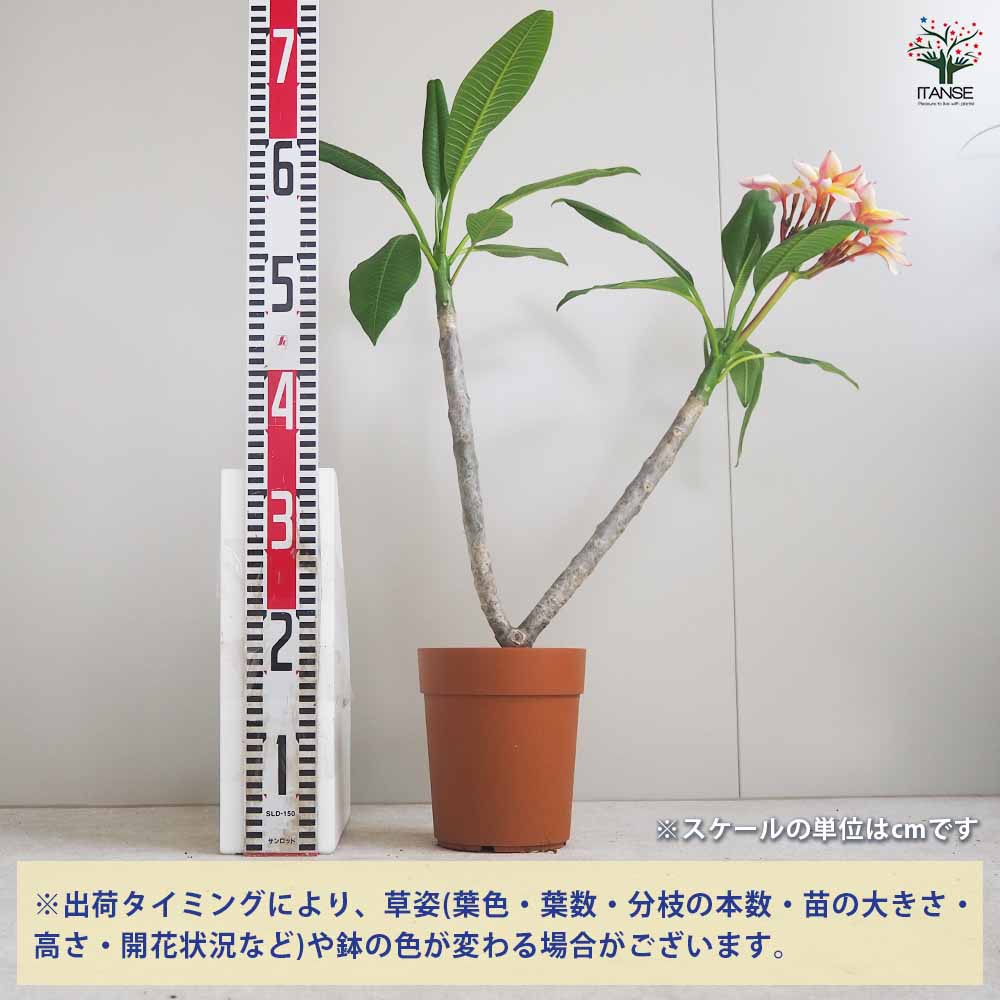 プルメリア苗木　プルメリア　5鉢　5号鉢 楽天市場】プルメリア 5号鉢苗「カリフォルニアサンセット