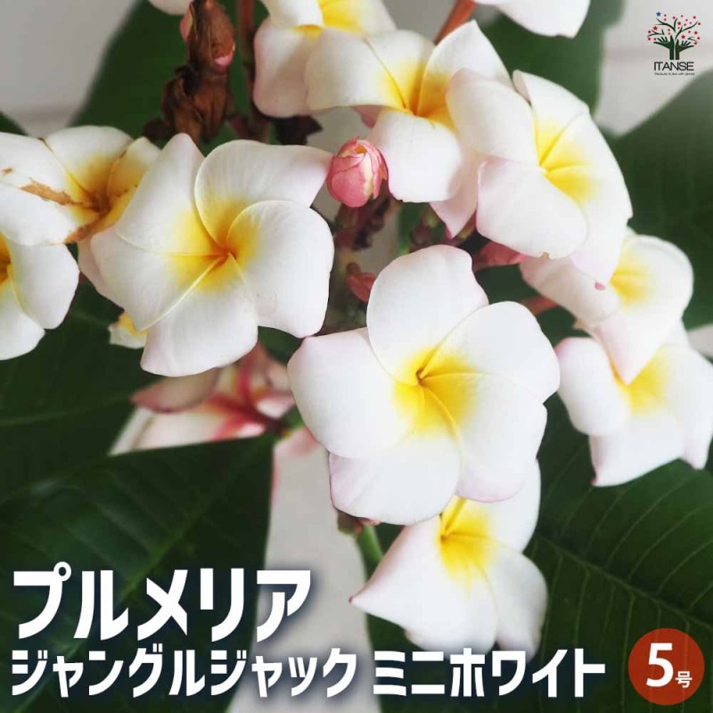 プルメリア 苗/苗木/カット苗/貴重品種 Butterfly Gold プルメリア｜【植物のITANSE】全品送料無料・即出荷!