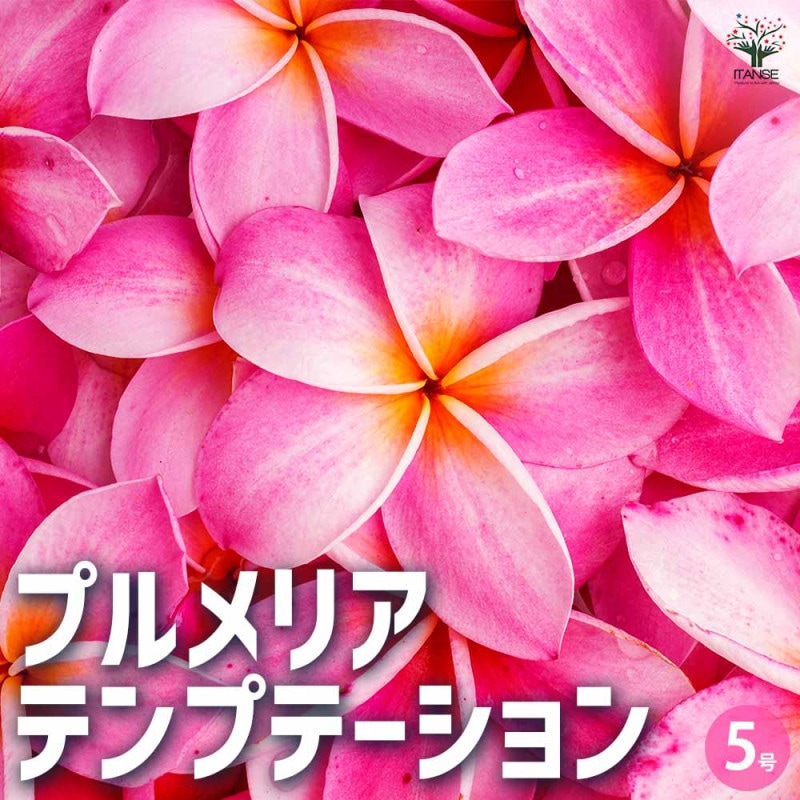 プルメリア シンクロなニシティーとボレロ2株セット 苗木 鉢ごと発送