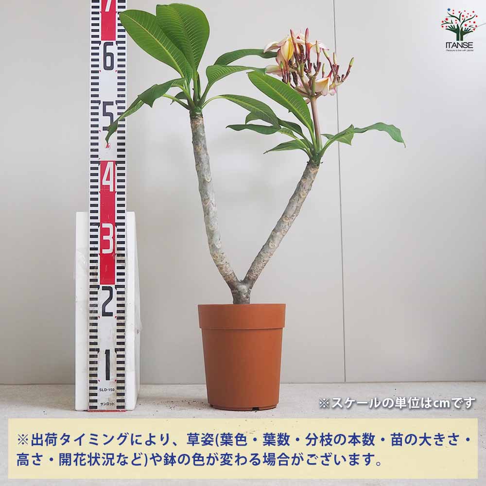 プルメリア苗木　プルメリア　5鉢　5号鉢 プルメリア苗木 ザナドゥ 【花木苗 5号鉢／1個売り】｜ 【植物の