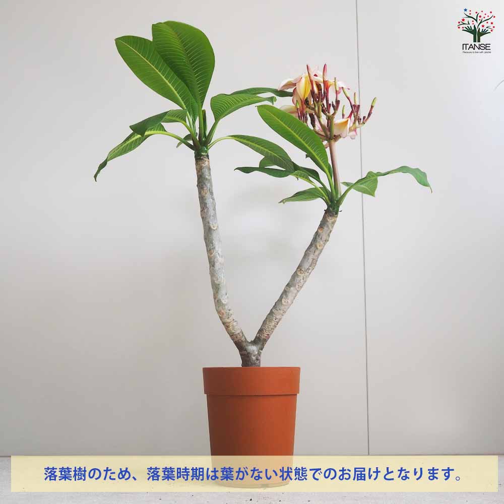 プルメリア【のんさんのばぁーば】苗木　三又　大型 プルメリア コートドール 3又カット苗 - メルカリ