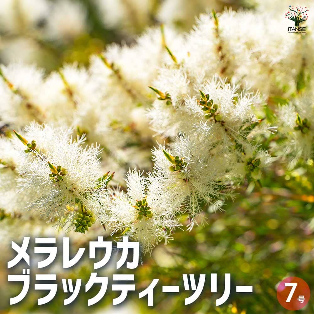 メラレウカ ブラックティーツリー 【花木苗 7号ポット／1個売り】