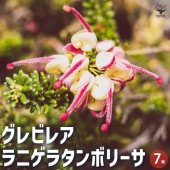 グレビレア ラニゲラタンボリーサ 【花木苗 7号ポット／1個売り】|植木・花木