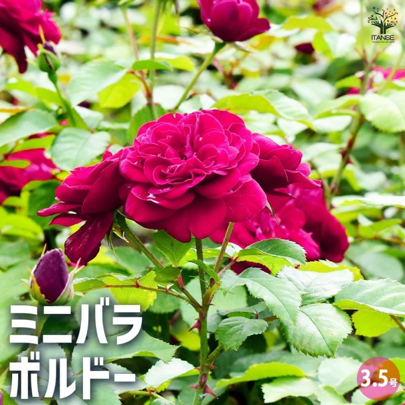 ミニ薔薇の苗 シルクレッド【花苗 4号鉢／1個売り】｜ 【植物の