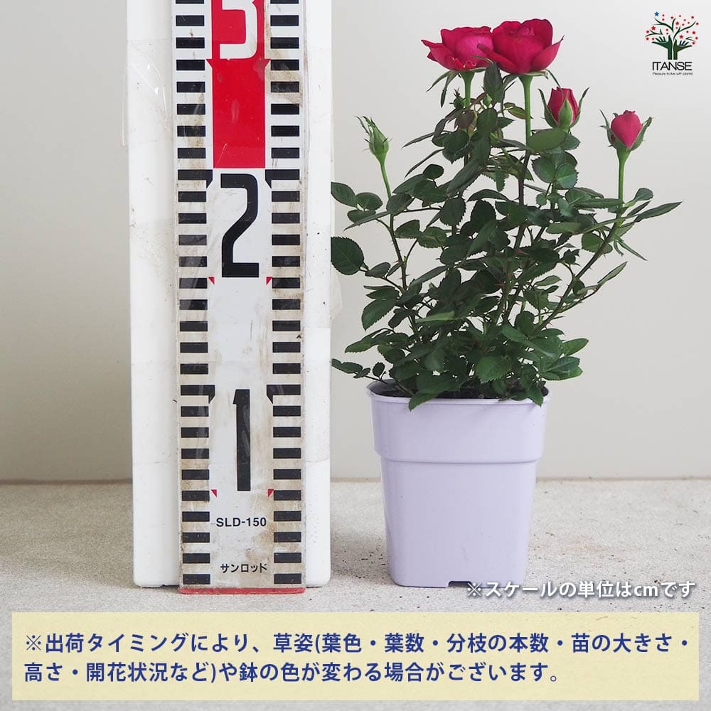 ミニ薔薇 ボルドー 【花苗 3.5号鉢】｜ 【植物のITANSE】全品