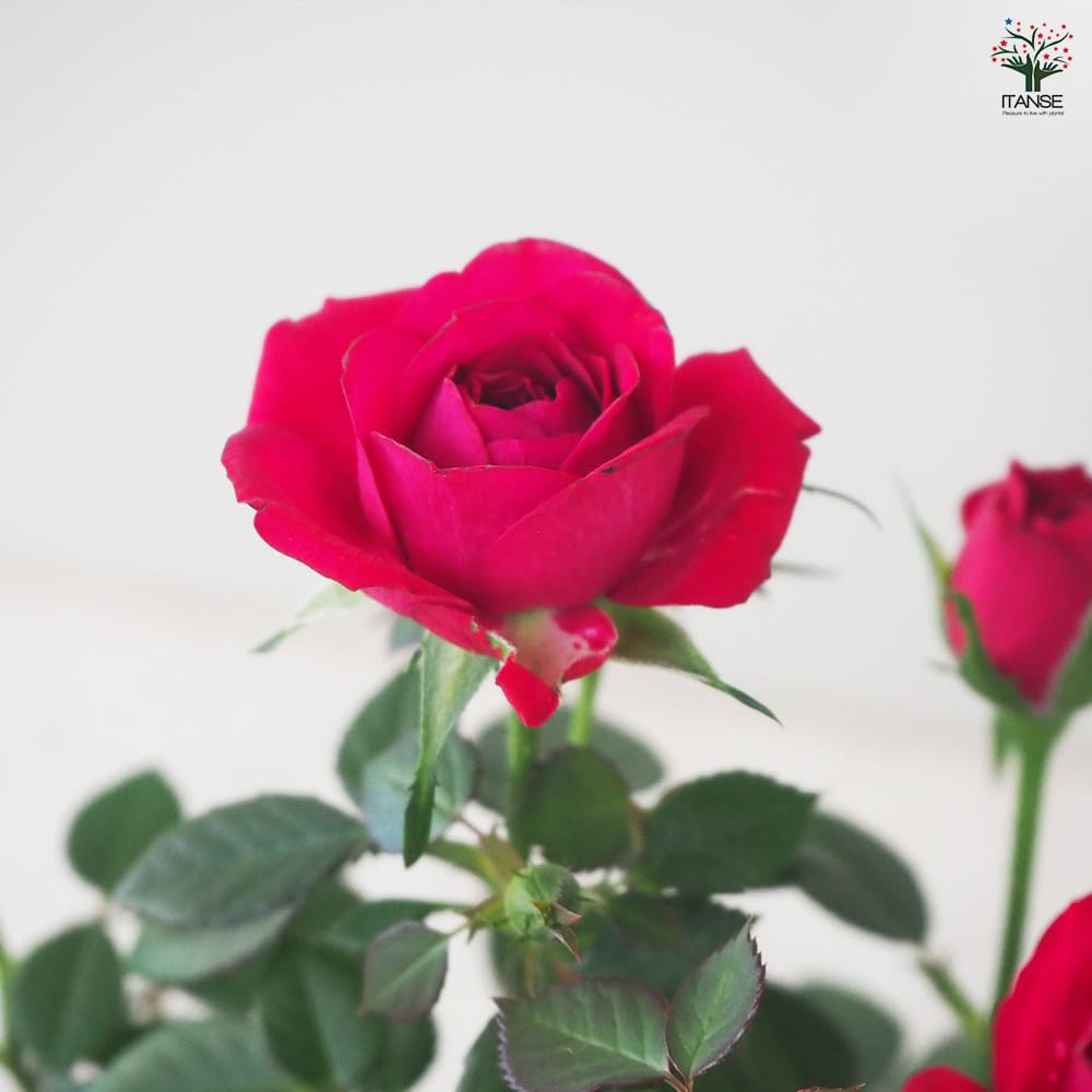 ミニ薔薇 ボルドー 【花苗 3.5号鉢】｜ 【植物のITANSE】全品