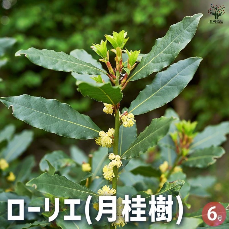 月桂樹　ローリエ 月桂樹 ローリエ 約2.4m 特大株 大株植木苗木 ゲッケイジュ