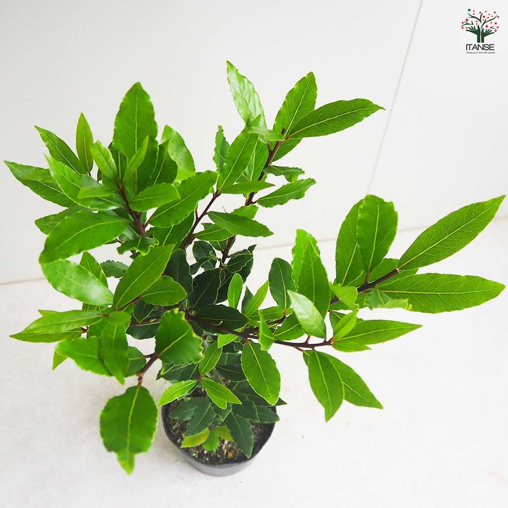 月桂樹(ゲッケイジュ) ローリエ 【花木苗 6号ポット／1個売り