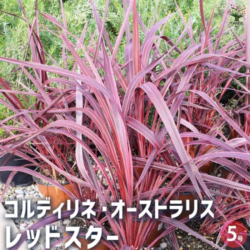 引取限定】コルジリネオーストラリス《マルチヘッド・H=約1.8m 引取限定】コルジリネオーストラリス《マルチヘッド・H=約1.8m