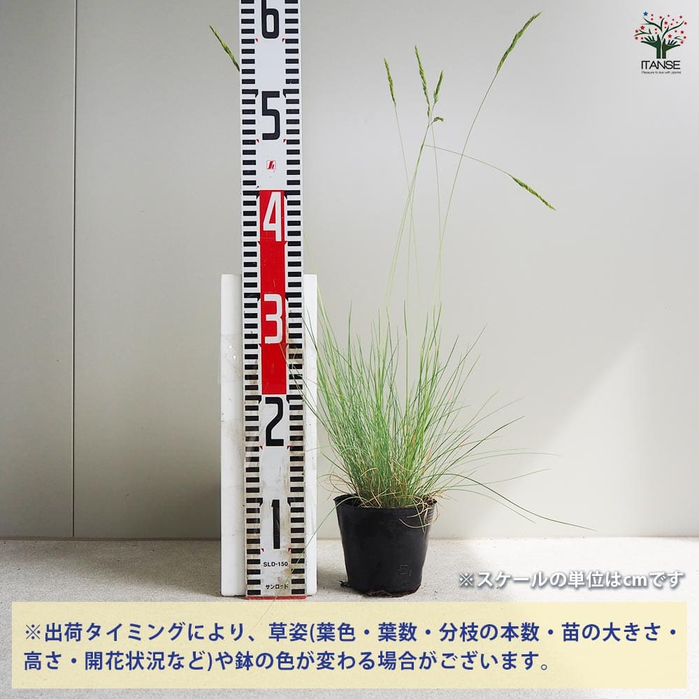 フェスツカ グラウカ 2個～【花苗 3.5号ポット】｜ 【植物の