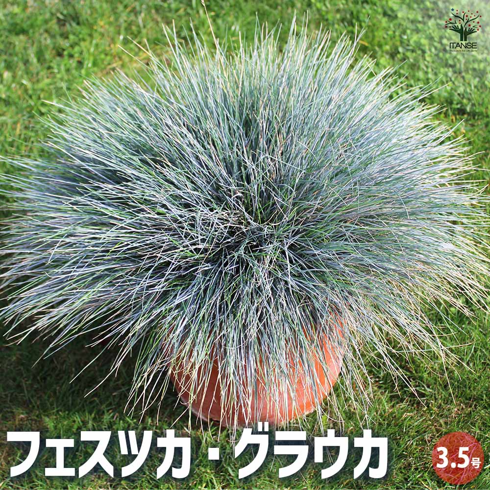 フェスツカ グラウカ 2個～【花苗 3.5号ポット】｜ 【植物の