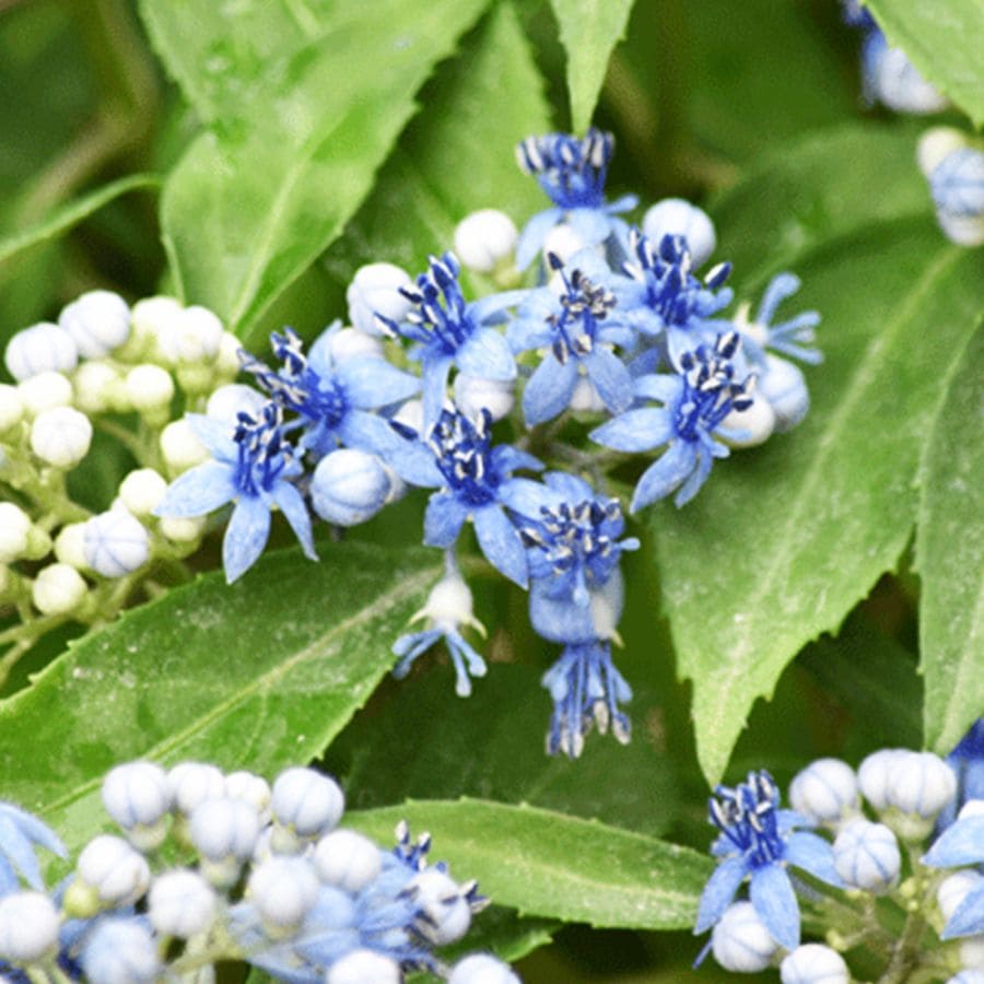 常山アジサイ 碧のひとみ 【花木苗 3～4号鉢】｜ 【植物のITANSE