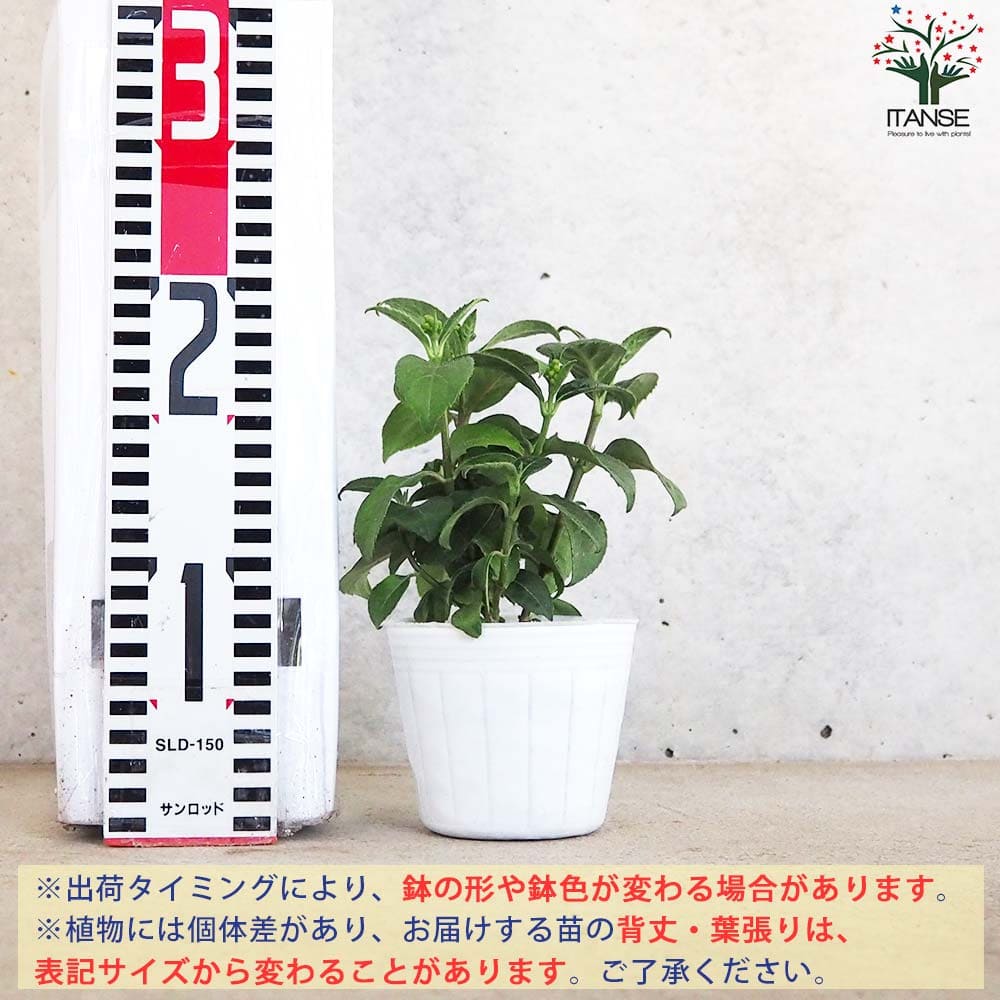 常山アジサイ 碧のひとみ 【花木苗 3～4号鉢】｜ 【植物のITANSE
