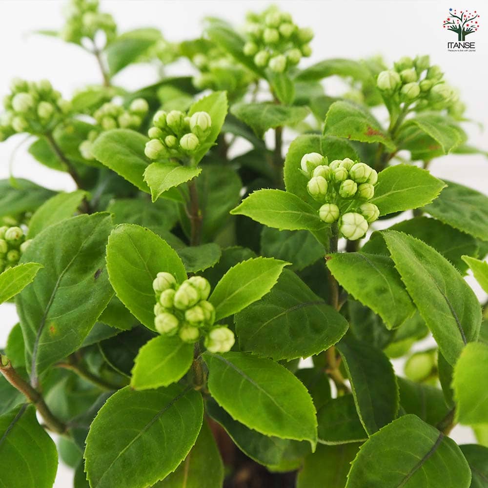 常山アジサイ 碧のひとみ 【花木苗 4号鉢】｜ 【植物のITANSE