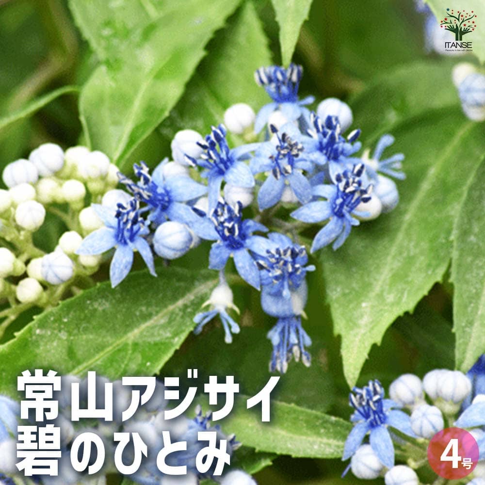 常山アジサイ 碧のひとみ 【花木苗 4号鉢】｜ 【植物のITANSE 