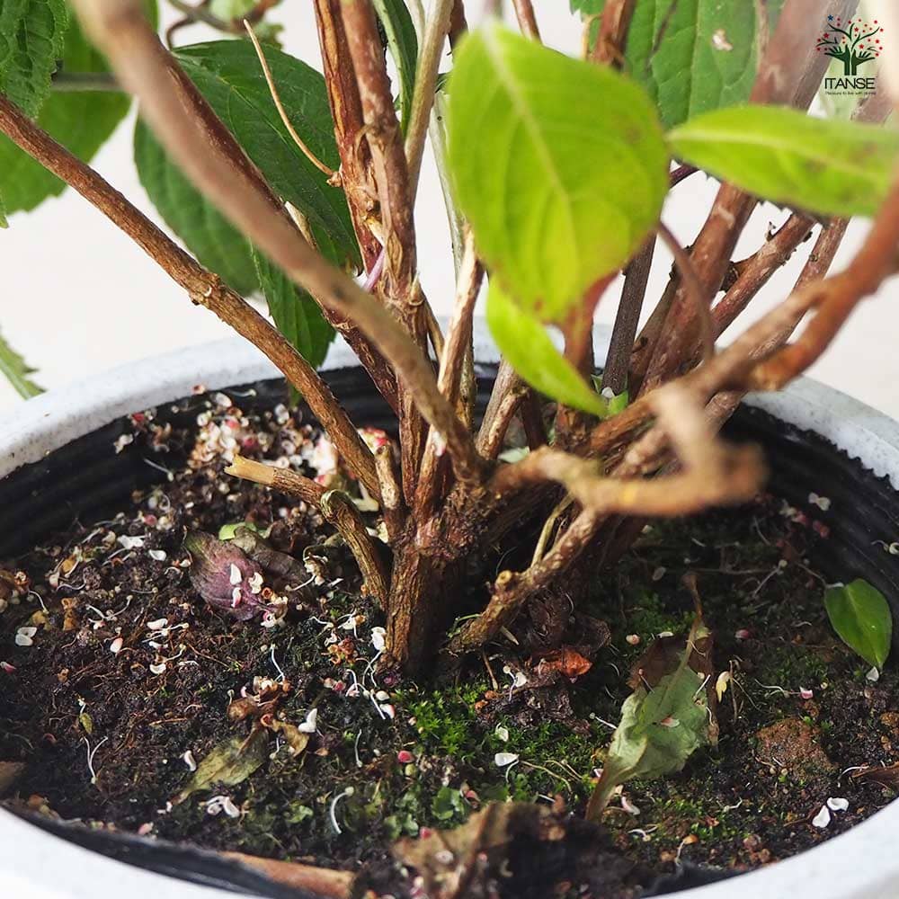 山アジサイ 紅 プラ鉢 【花木苗 5号鉢／1個売り】｜ 【植物の