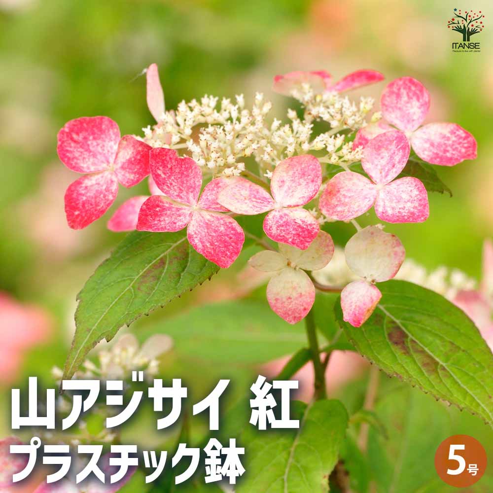 山アジサイ 紅 プラ鉢 【花木苗 5号鉢／1個売り】｜ 【植物の