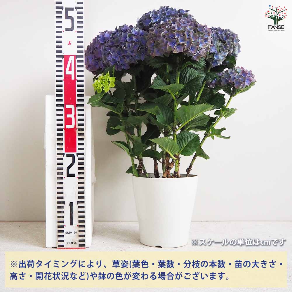 アジサイの苗 マジカルクリムゾンパープル 【花木苗 5号鉢／1個