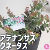 アデナンサス クネータス 【花木苗 5号鉢／1個売り】|植木・花木