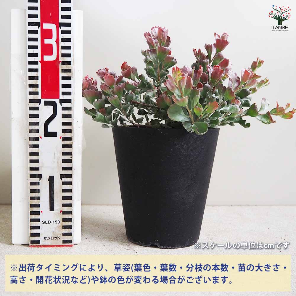 アデナンサス ルーラタン 5号鉢 オージープランツ 希少！アデナンサス