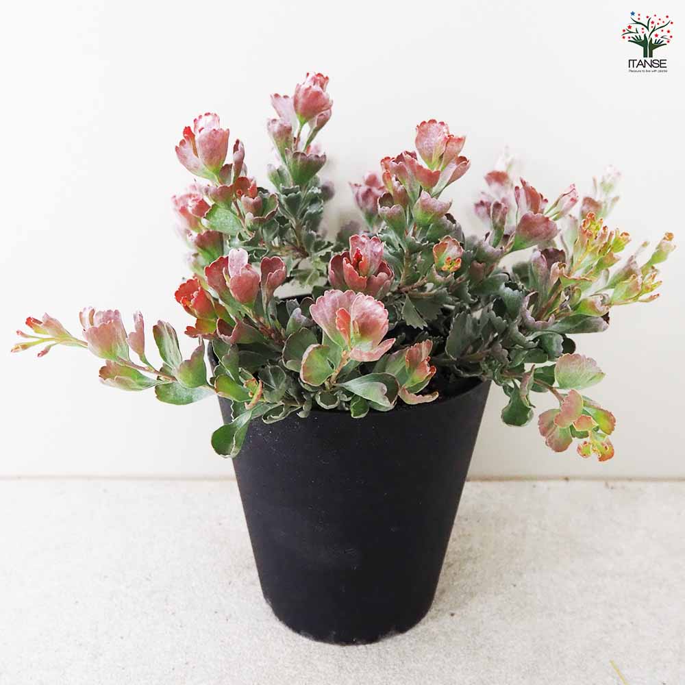 ①ちっちゃな赤い花が可愛い！地植えにおすすめのオージープランツ・アデナンサス ①ちっちゃな赤い花が可愛い！地植えにおすすめのオージー