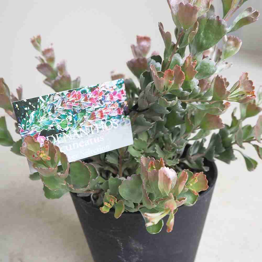 アデナンサス クネータス 【花木苗 5号鉢／1個売り】