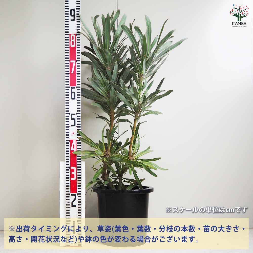 プロテア　ジュリエット　4フラワー！ プロテア ジュリエット④ 花:7個 | 沼ノ上農園