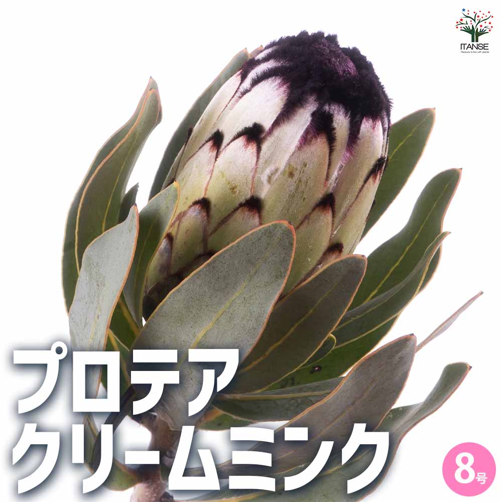 プロテア クリームミンク ① プロテア クリームミンク 【花木苗 8号鉢/1個売り】| 【植物の