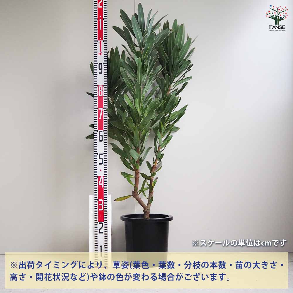 プロテア　クリームミンク　① ザ・ファームセレクト]プロテア：クリームミンク 7号鉢植え24-03