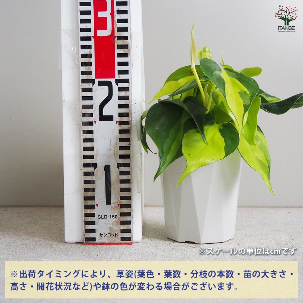 追加商品画像