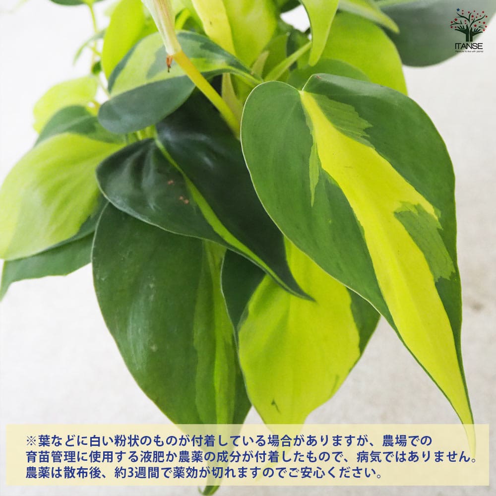 追加商品画像