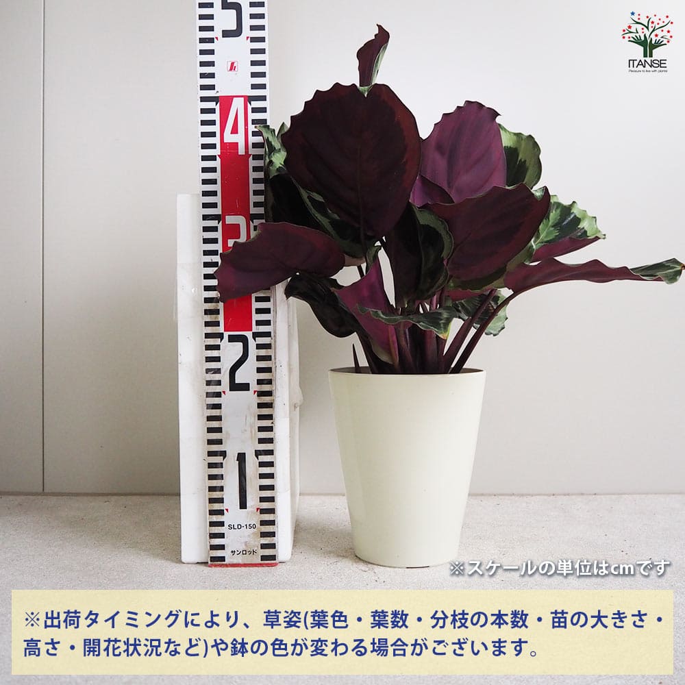 カラテア シャインスター プラ鉢 【観葉植物 5号鉢／1個売り