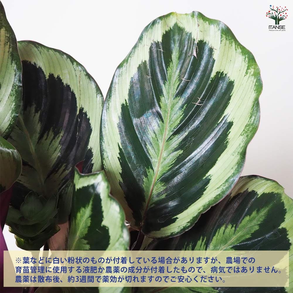 叶様ご確認ページ カラテア シャインスター プラ鉢 【観葉植物 5号鉢／1個売り
