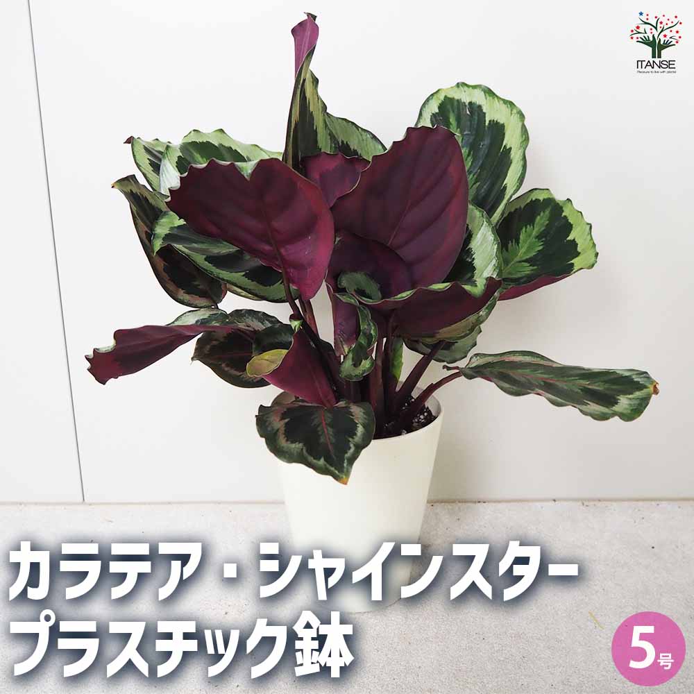 カラテア シャインスター プラ鉢 【観葉植物 5号鉢／1個売り