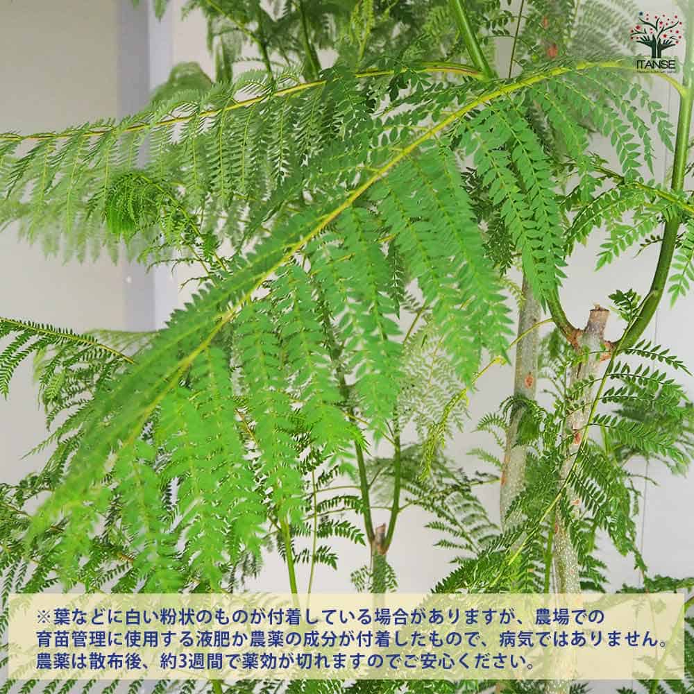 追加商品画像