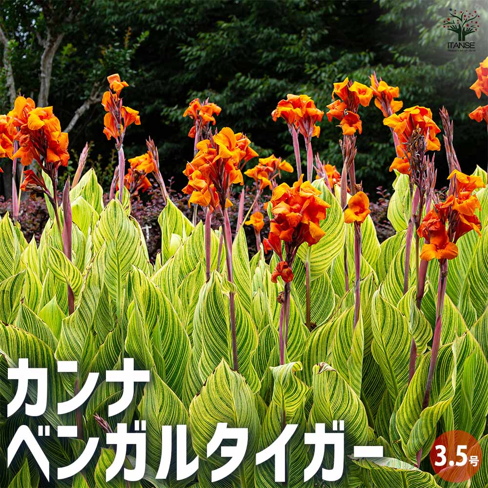 カンナ ベンガルタイガー 【花苗 3.5号ポット／1個売り】｜ 【植物の 