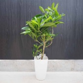 フィカス ファグラエア 皿付き 【観葉植物 8号鉢／1個売り】|観葉植物