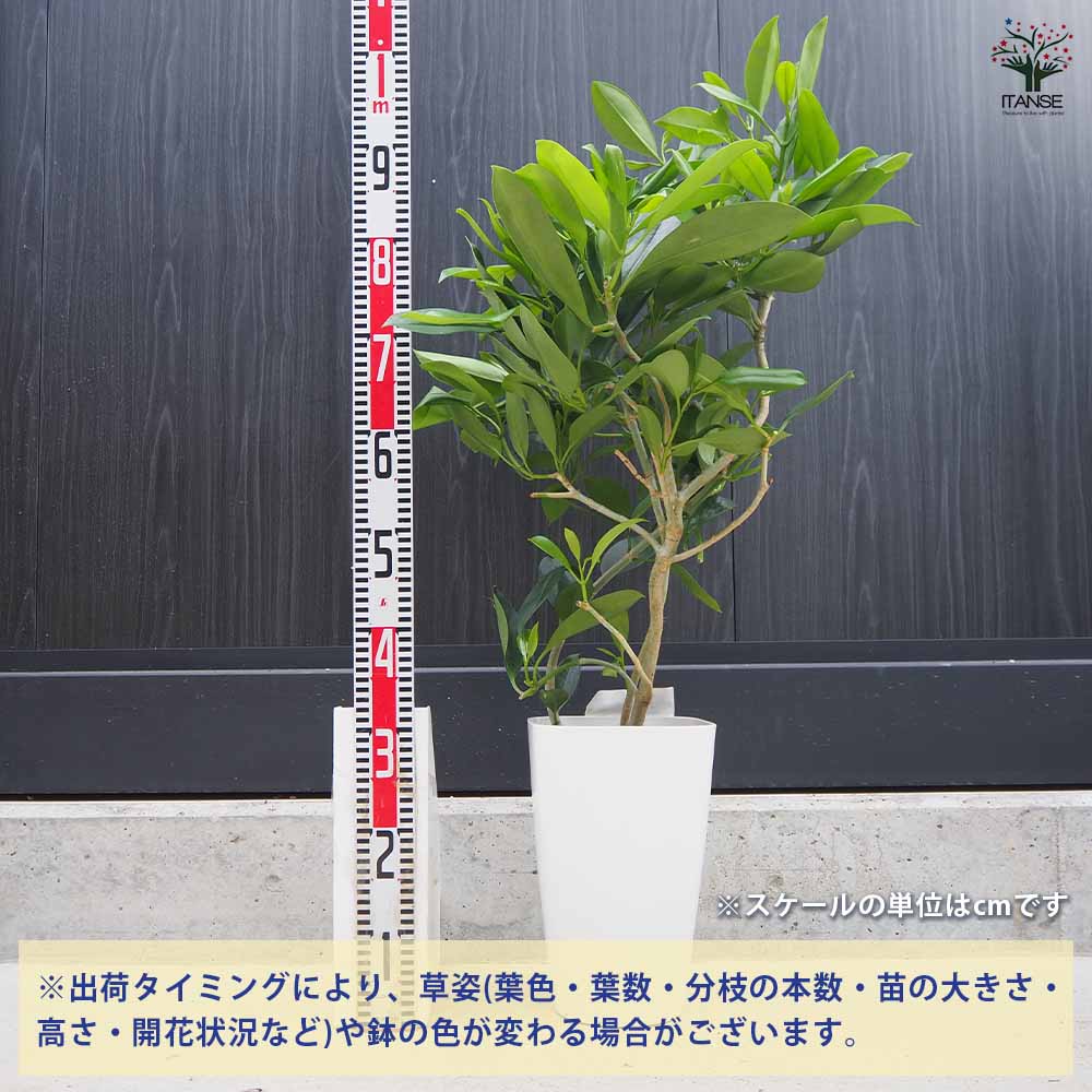 フィカス ファグラエア 皿付き 【観葉植物 8号鉢／1個売り】｜ 【植物