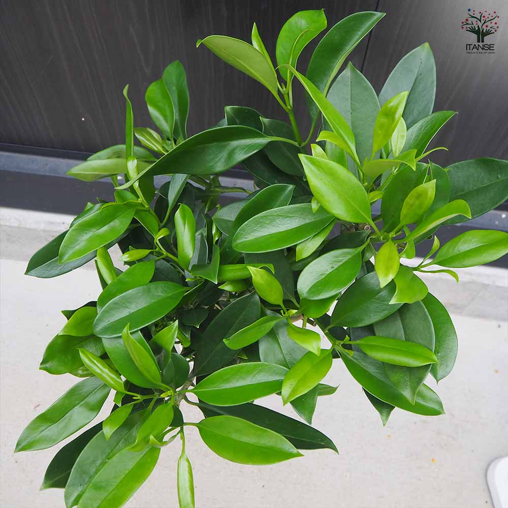 フィカス ファグラエア 皿付き 【観葉植物 8号鉢／1個売り