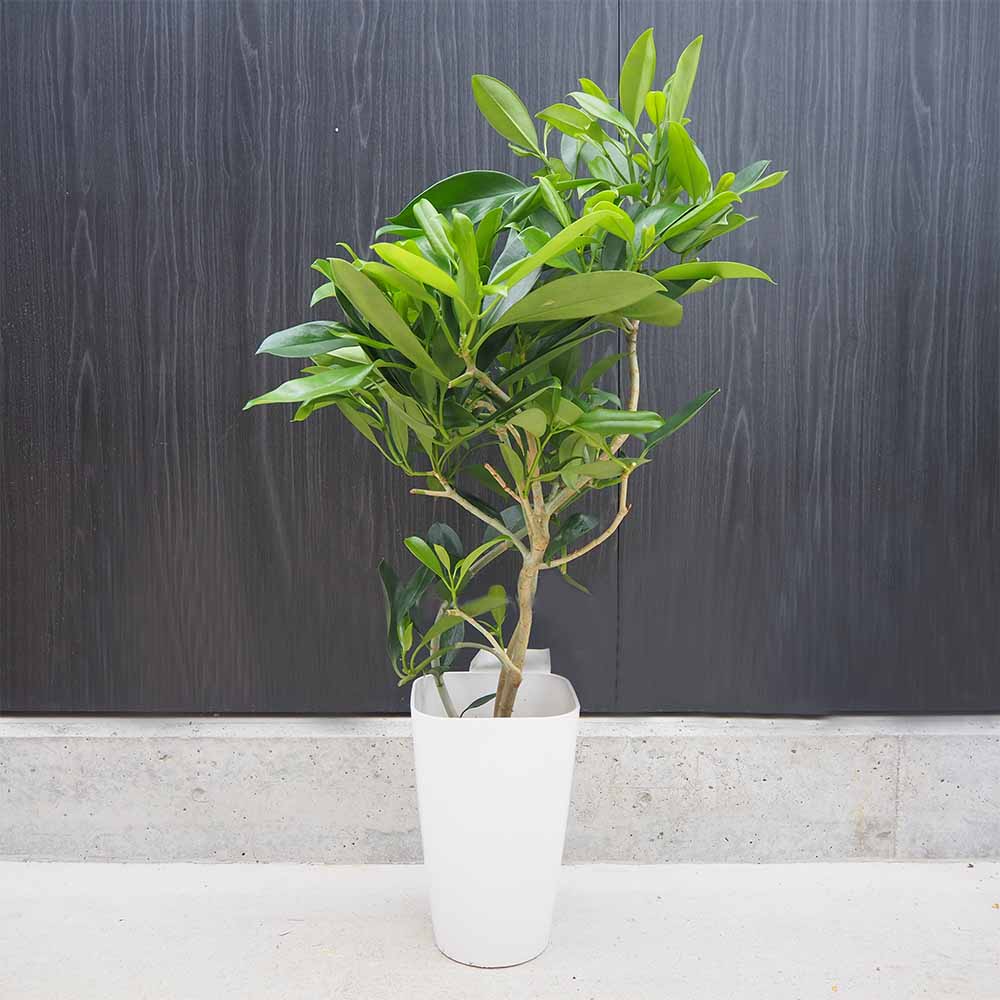 フィカス ファグラエア 皿付き 【観葉植物 8号鉢／1個売り】