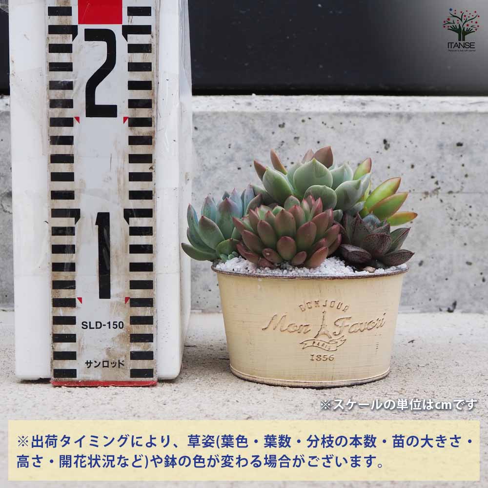 追加商品画像