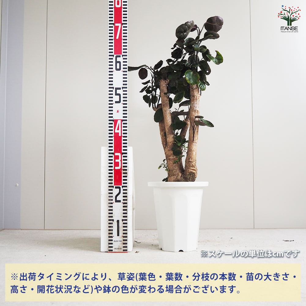 観葉植物 ポリシャス・バルフォーリアナ 【観葉植物 6号鉢／1個売り