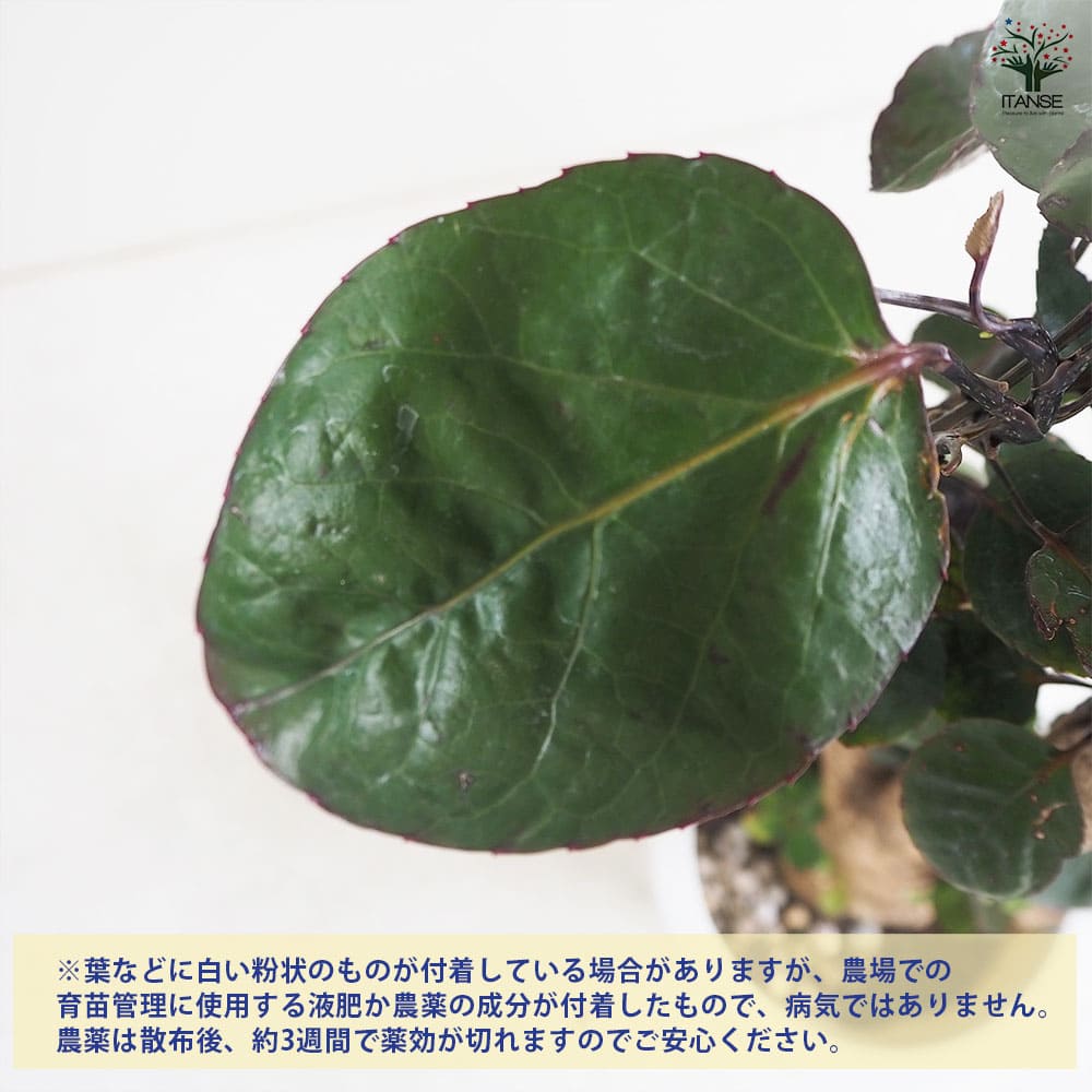 観葉植物 ポリシャス・バルフォーリアナ 【観葉植物 6号鉢／1個売り