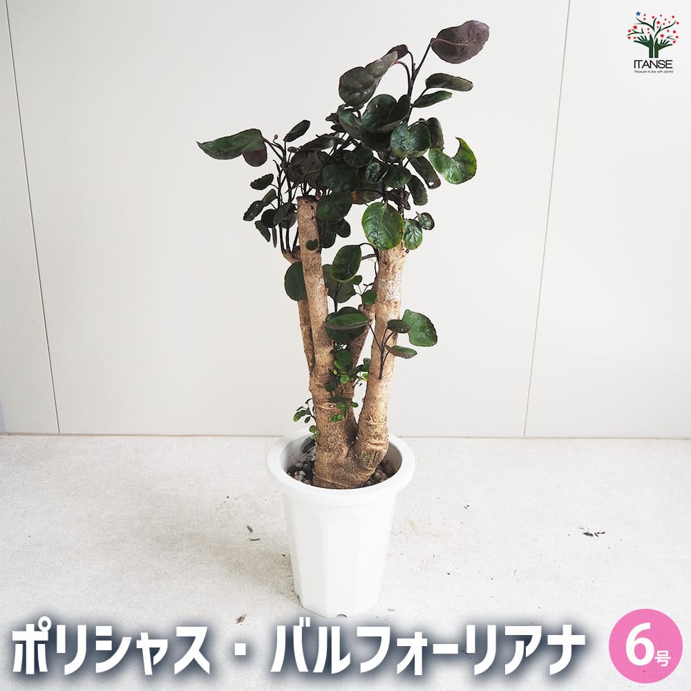 レイコウトウヒ　ルーベッセンス　バルフォーリアナ 観葉植物 ポリシャス・バルフォーリアナ 【観葉植物 6号鉢／1個売り