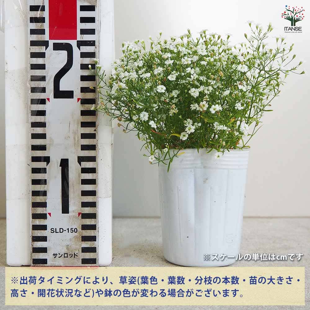 カスミソウ ジプシー ホワイト 2個～【花苗 3号ポット】｜ 【植物の