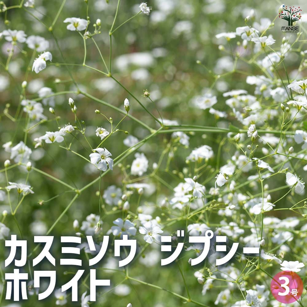 カスミソウ ジプシー ホワイト 2個～【花苗 3号ポット】｜ 【植物の