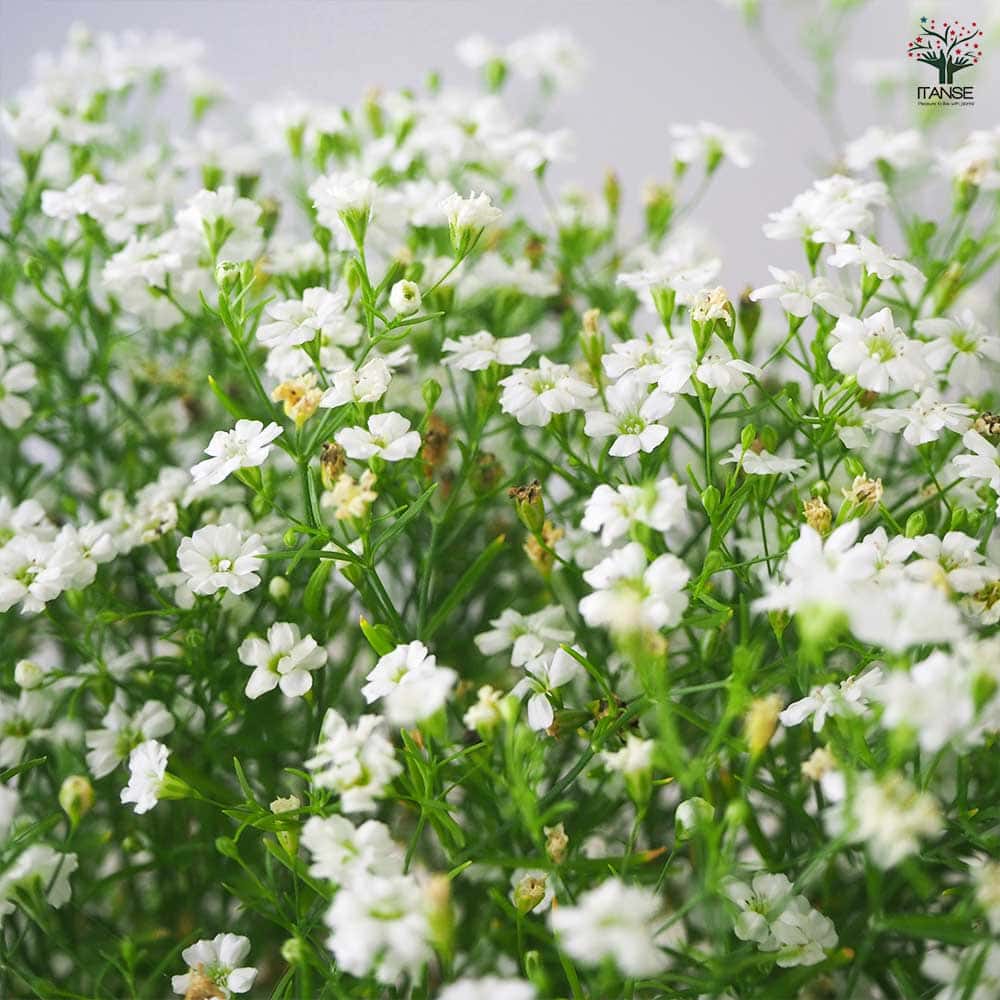 カスミソウ ジプシー ホワイト 2個～【花苗 3号ポット