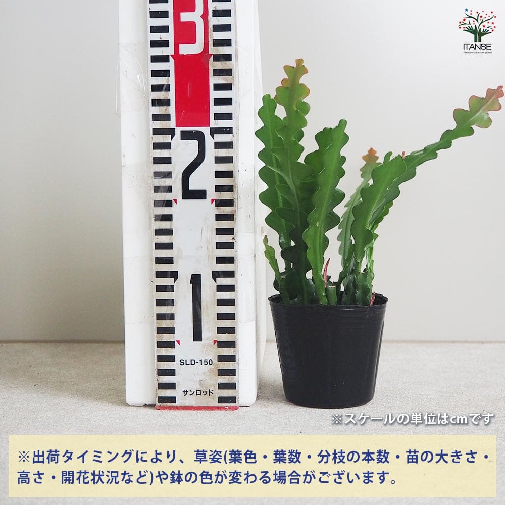 エピフィラム アングリガー 【多肉植物 3号ポット】｜ 【植物の