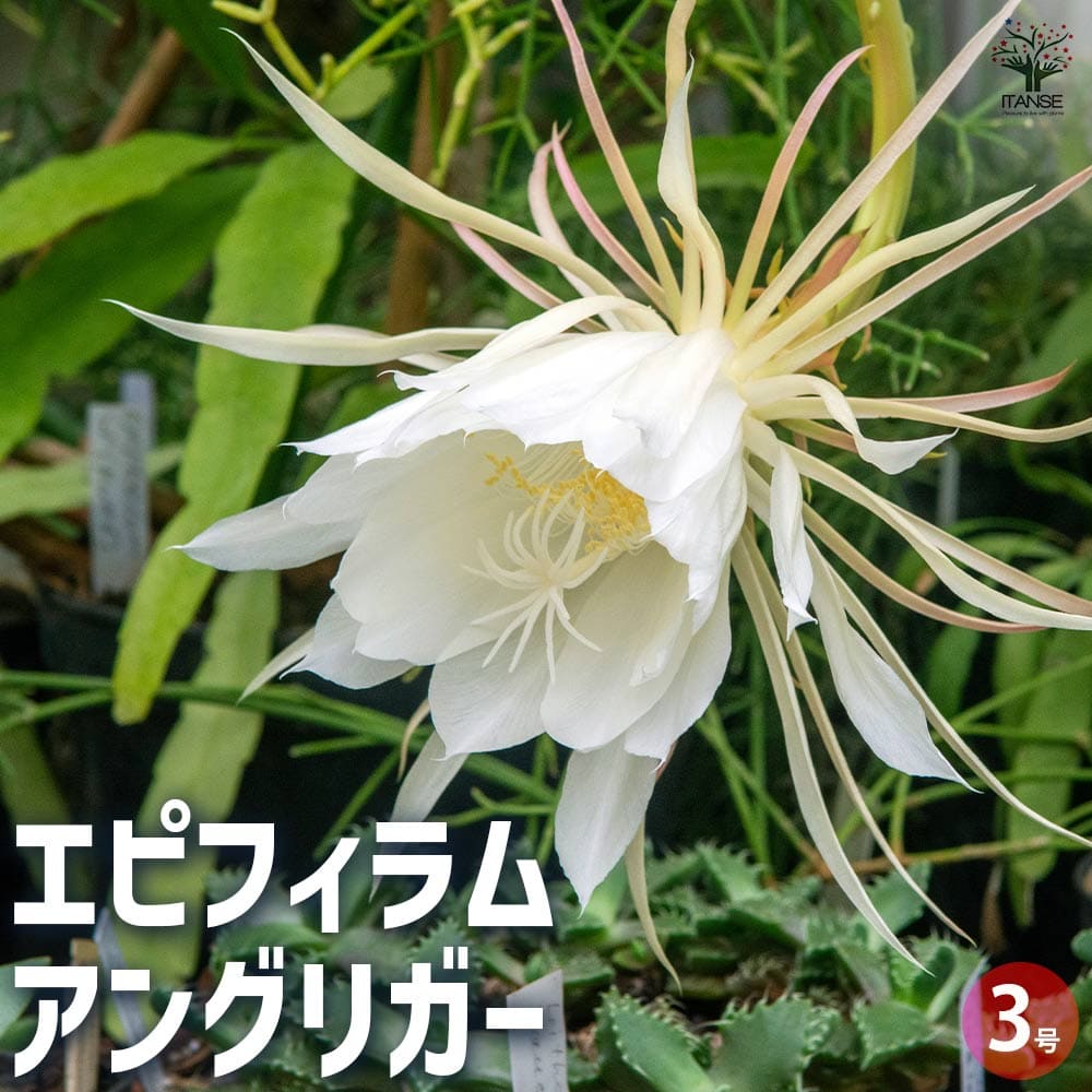 エピフィラム アングリガー 【多肉植物 3号ポット】