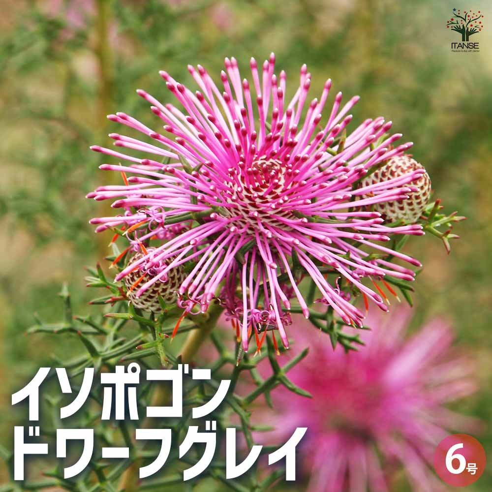 イソポゴン ドワーフグレイ 【花木苗 6号／1個売り】